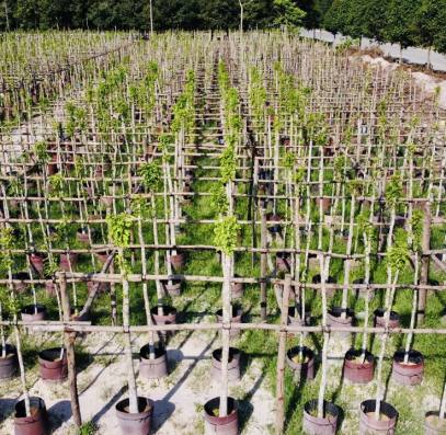 Phát Triển Mảng Xanh